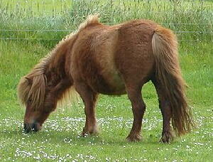 Shetlandpony Pferd